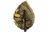 Polished Septarian Leaf with Stand - Madagascar #337672-2